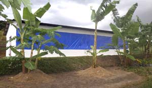 Wachtelzucht mit Bananenpflanzen
